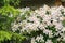 Flowers of mountain clematis (Clematis montana) growing on a fence in an urban garden