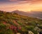 Flowers on the mountain field during sunrise