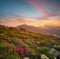 Flowers on the mountain field during sunrise