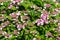 Flowers of Mountain Hydrangea in pink growing in garden, summer in Europe