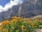 Flowers and mountain view of Chankhu Manang, Nepal