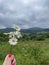 Flowers at mountains. Carpathians, Ukraine