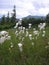 Flowers in the mountains Ukrainian Carpathians