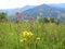 Flowers in the mountains Ukrainian Carpathians