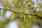 Flowers on the mulberry branches in the spring