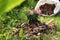 Flowers mulched with bark chips and trowel in garden