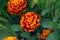 Flowers of multi-colored marigolds on a flower bed in the garden.