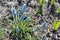 Flowers Muscari Blue