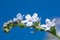 Flowers Myosotis alpestris