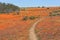 Flowers at namaqua national park