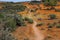 Flowers at namaqua national park