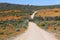 Flowers at the namaqualand national park