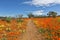 Flowers at the namaqualand national park