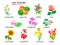 THE FLOWERS. Names of flowers in French. Set of illustrations for encyclopedia or for kids school textbook. Educational page for