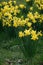 Flowers of a narcissus with petals of yellow colors on a green background of leaves. Field with fresh beautiful