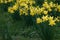 Flowers of a narcissus with petals of yellow colors on a green background of leaves. Field with fresh beautiful