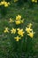 Flowers of a narcissus with petals of yellow colors on a green background of leaves. Field with fresh beautiful daffodils on sunny