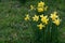 Flowers of a narcissus with petals of yellow colors on a green background of leaves. Field with fresh beautiful daffodils on sunny