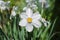 Flowers narcissus white macro photo