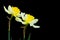 Flowers narcissuses
