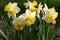 Flowers of narcissuses in group.