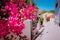 Flowers at narrow street in a picturesque Greek island. Sunny summer day, summer time, vacation in Europe