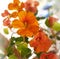 Flowers of nasturtium