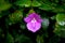 Flowers, native bush and vegetation on the slope of Mount Kilimanjaro