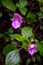 Flowers, native bush and vegetation on the slope of Mount Kilimanjaro