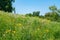 Flowers and Native Plants along the Shore of a Water Filled Quarry in Lemont Illinois