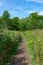 Flowers and Native Plants with a Trail at the Montrose Point Bird Sanctuary in Uptown Chicago