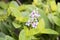Flowers and nature in Malaysia. Small white violet flowers