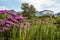 Flowers near Aguas Claras waterfall in Vale do Capao, Chapada Diamantina, Palmeiras, Bahia, Brazil