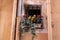 Flowers on a neglected window with metal bars and crumbling plaster