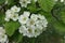 Flowers of northern downy hawthorn in spring