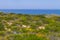 Flowers, ocean and vegetation in Arrifana