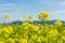 Flowers of oilseed plant rapeseed on a background of blue sky. Plant seeds for the oil industry and green energy