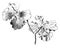 Flowers of Oncidium Crispum vintage illustration