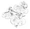 Flowers of Oncidium Varicosum vintage illustration