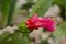 Flowers Of The Opuntia Cochenillifera