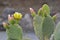 Flowers of Opuntia ficus-indica