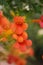 Flowers,orange bell flower. Beautiful spring background with campanula bouquet. flowers in spring forest - closeup