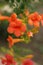 Flowers,orange bell flower. Beautiful spring background with campanula bouquet. flowers in spring forest - closeup