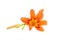 Flowers of an orange daylily on a white isolated background. Decorative items. Beautiful flowers