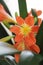 Flowers of orange decorative lily on the background of green leaves