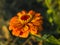 Flowers, orange flower, black-beaver