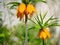 Flowers of a orange imperial Fritillaria imperialis