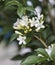 Flowers,Orange Jessamine