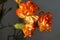 Flowers orange Yellow Carnation Dianthus Botanic Garden Hobby