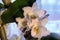Flowers - Orchid Dendrobium nobile